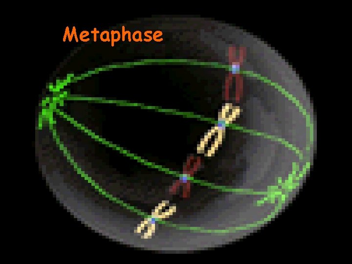 Metaphase 