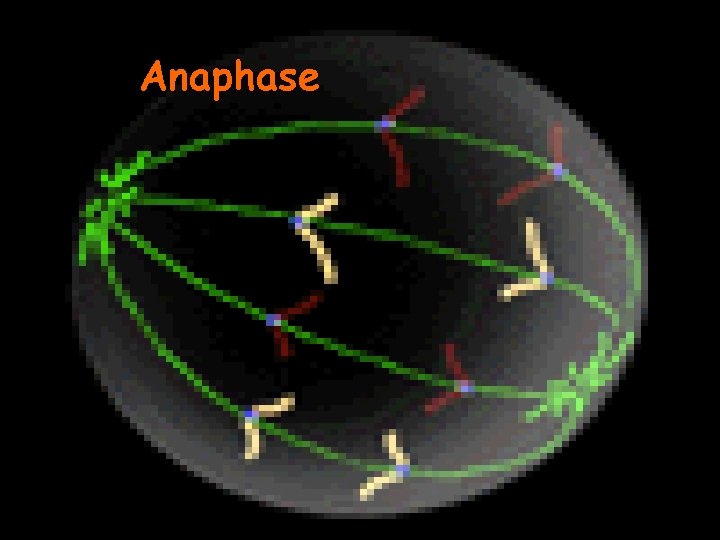 Anaphase 