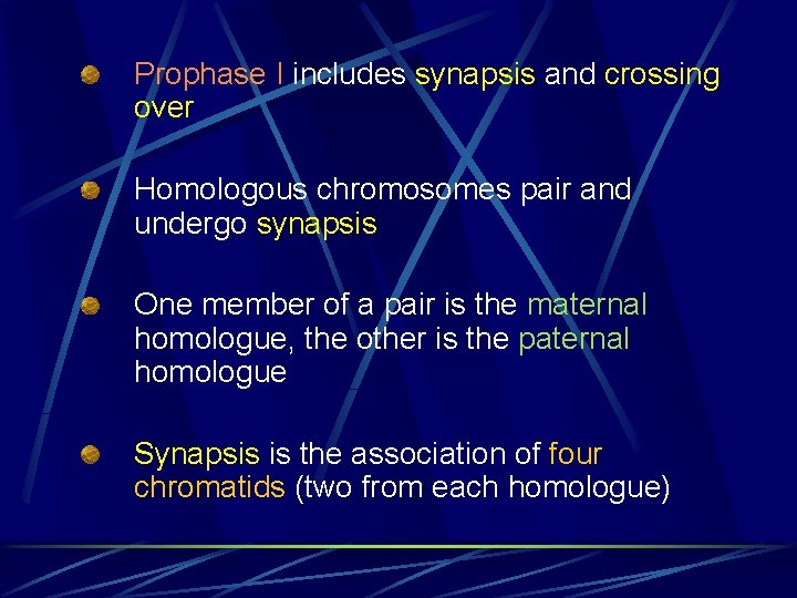 Prophase I includes synapsis and crossing over Homologous chromosomes pair and undergo synapsis One