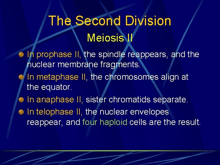 The Second Division Meiosis II In prophase II, the spindle reappears, and the nuclear