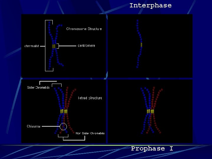 Interphase Prophase I 