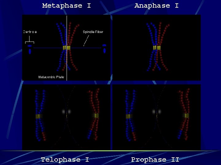 Metaphase I Anaphase I Telophase I Prophase II 
