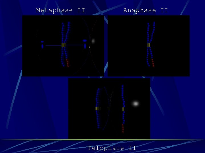 Metaphase II Anaphase II Telophase II 