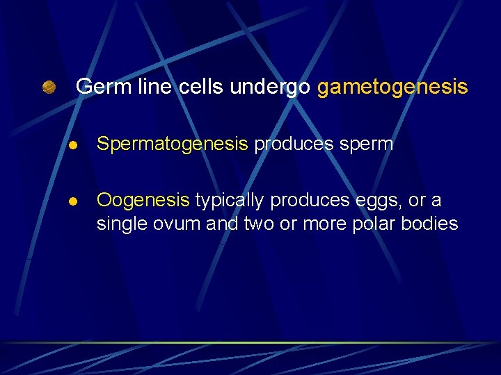 Germ line cells undergo gametogenesis l Spermatogenesis produces sperm l Oogenesis typically produces eggs,
