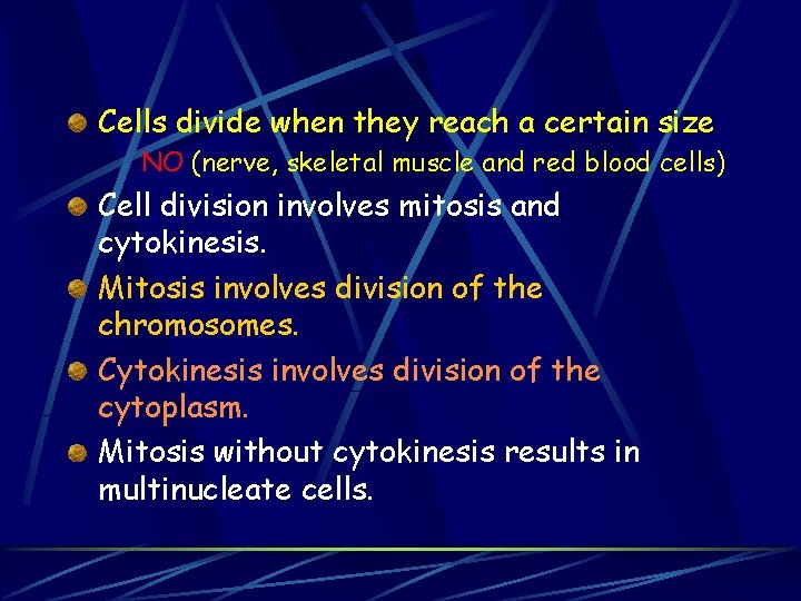 Cells divide when they reach a certain size NO (nerve, skeletal muscle and red