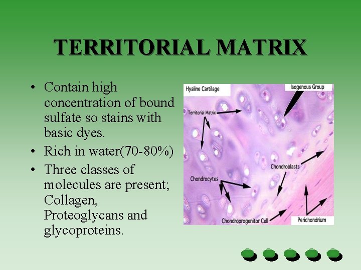 TERRITORIAL MATRIX • Contain high concentration of bound sulfate so stains with basic dyes.