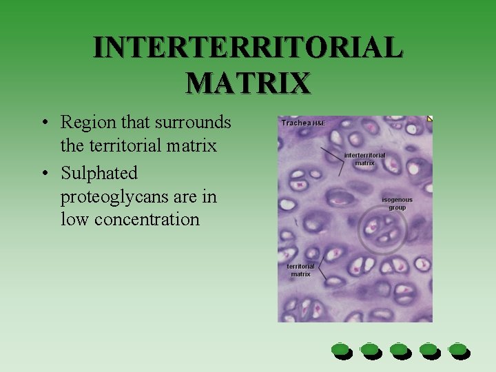 INTERTERRITORIAL MATRIX • Region that surrounds the territorial matrix • Sulphated proteoglycans are in