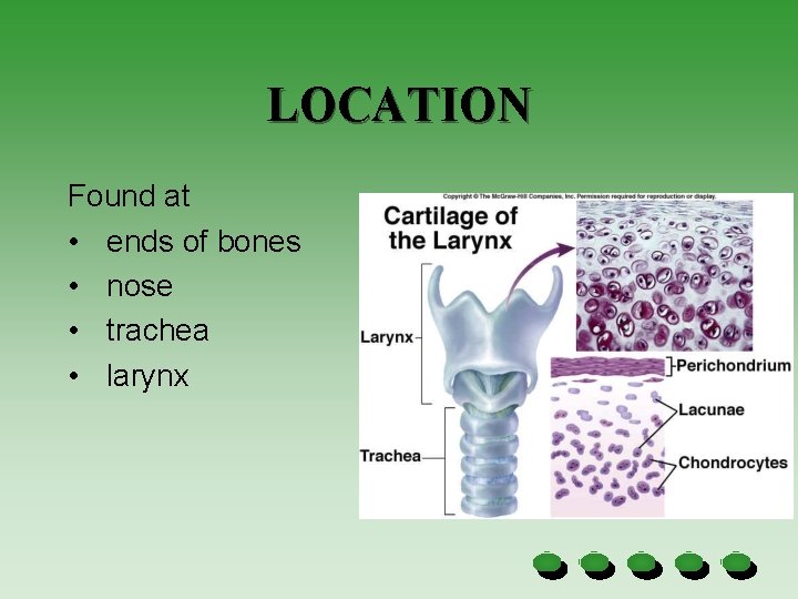 LOCATION Found at • ends of bones • nose • trachea • larynx 