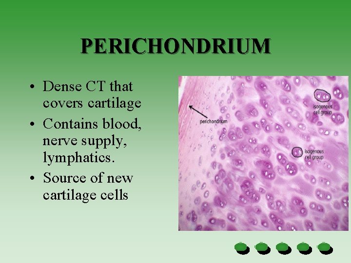PERICHONDRIUM • Dense CT that covers cartilage • Contains blood, nerve supply, lymphatics. •