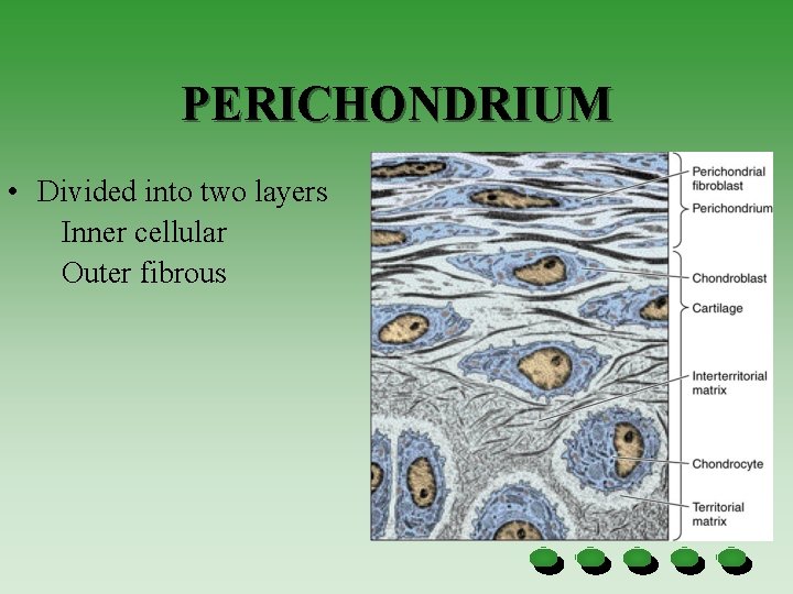 PERICHONDRIUM • Divided into two layers Inner cellular Outer fibrous 