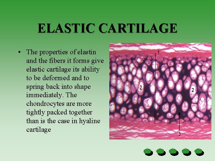 ELASTIC CARTILAGE • The properties of elastin and the fibers it forms give elastic
