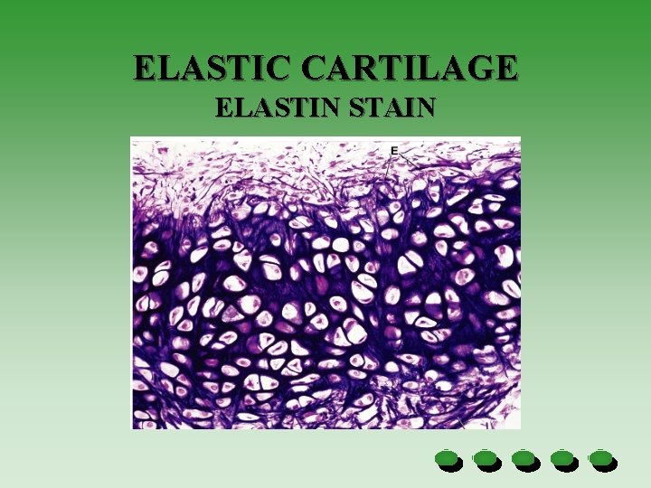 ELASTIC CARTILAGE ELASTIN STAIN 