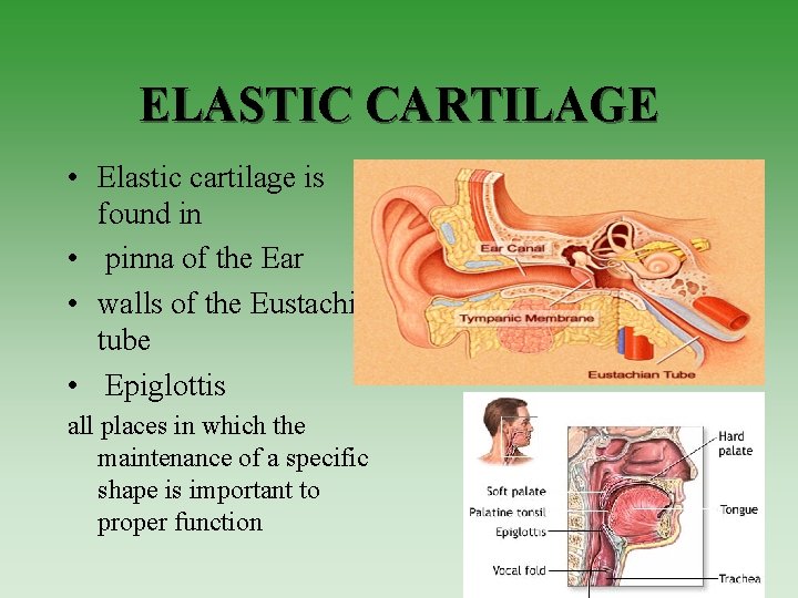 ELASTIC CARTILAGE • Elastic cartilage is found in • pinna of the Ear •