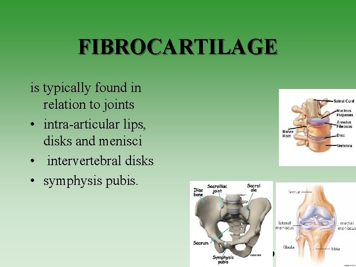 FIBROCARTILAGE is typically found in relation to joints • intra-articular lips, disks and menisci