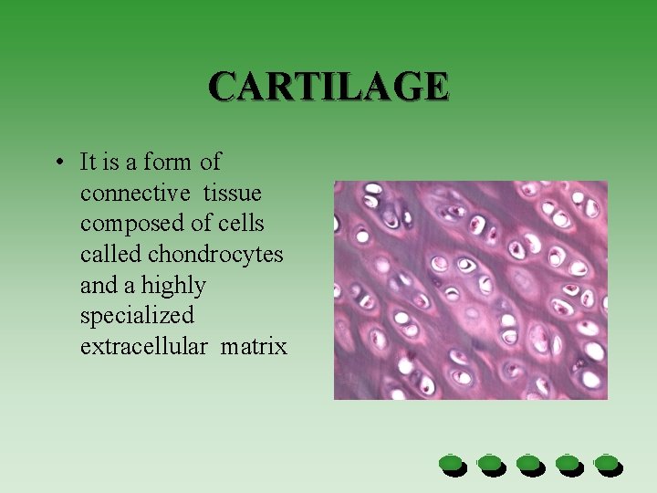 CARTILAGE • It is a form of connective tissue composed of cells called chondrocytes