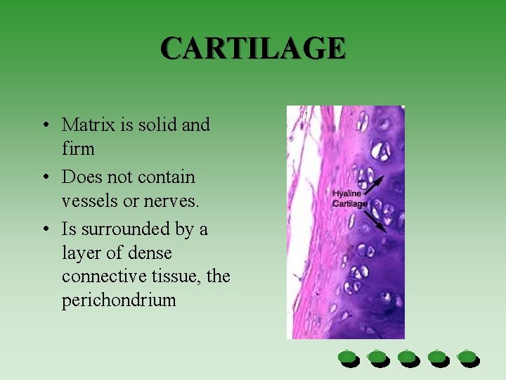 CARTILAGE • Matrix is solid and firm • Does not contain vessels or nerves.