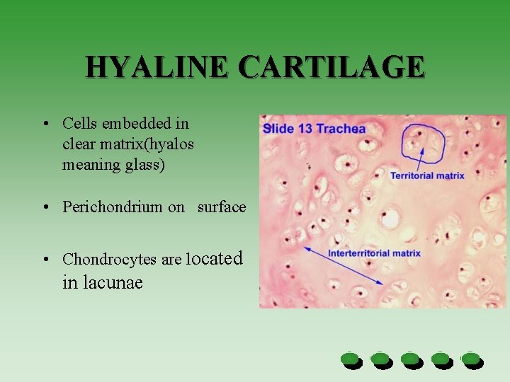 HYALINE CARTILAGE • Cells embedded in clear matrix(hyalos meaning glass) • Perichondrium on surface