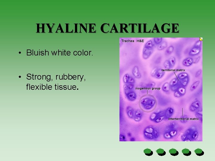 HYALINE CARTILAGE • Bluish white color. • Strong, rubbery, flexible tissue. 