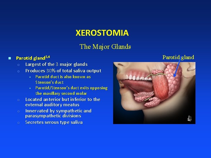 XEROSTOMIA The Major Glands n Parotid gland 3, 4 o Largest of the 3