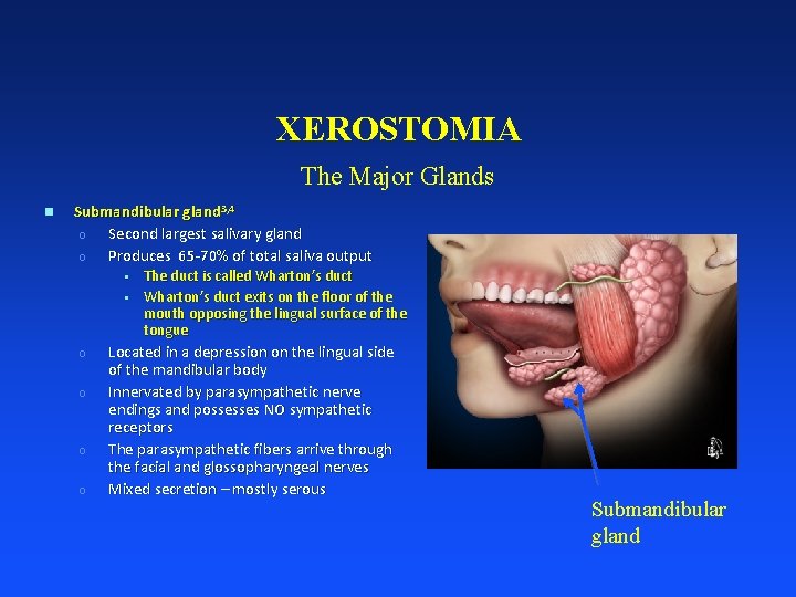 XEROSTOMIA The Major Glands n Submandibular gland 3, 4 o Second largest salivary gland
