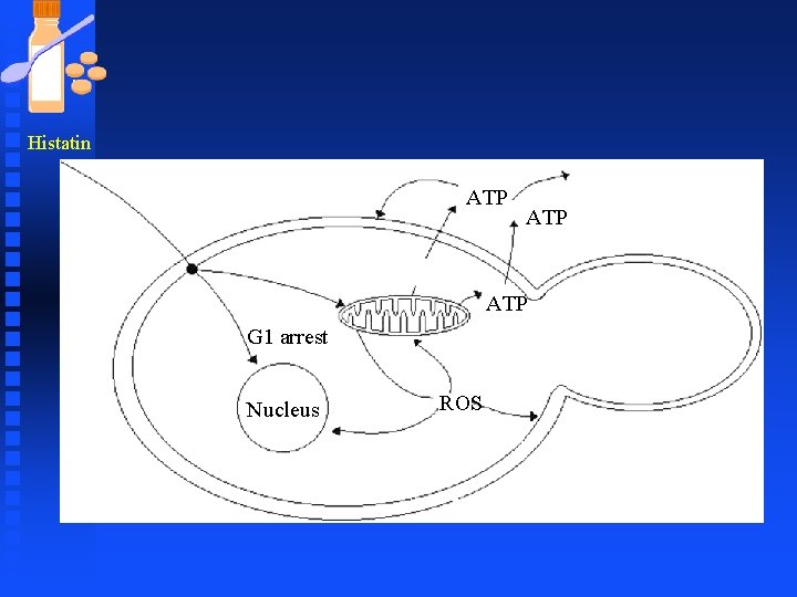 Histatin ATP ATP G 1 arrest Nucleus ROS 