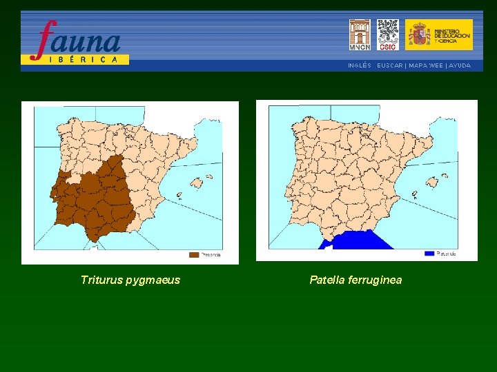 Triturus pygmaeus Patella ferruginea 