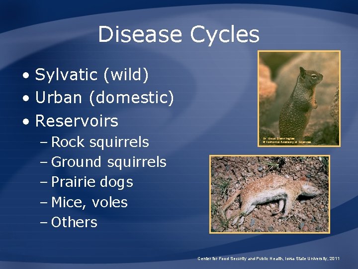 Disease Cycles • Sylvatic (wild) • Urban (domestic) • Reservoirs – Rock squirrels –