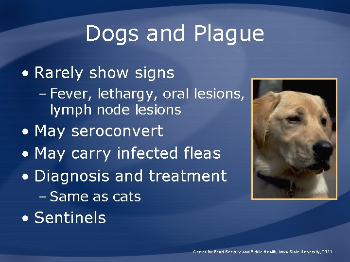 Dogs and Plague • Rarely show signs – Fever, lethargy, oral lesions, lymph node