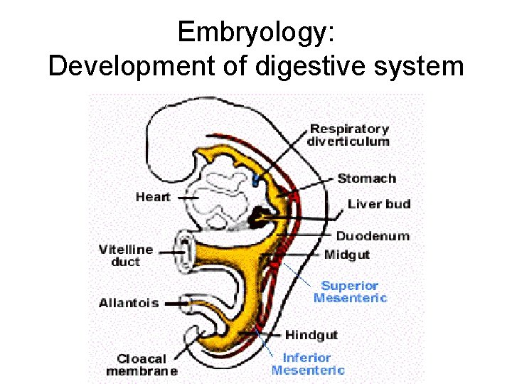 Embryology: Development of digestive system 