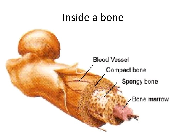 Bone Innerview Chapter 7 The Human Organism and the External