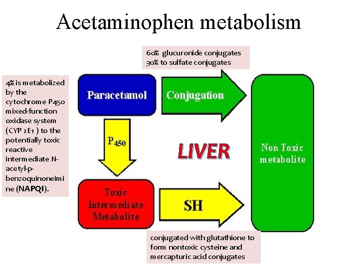 Acetaminophen metabolism 60% glucuronide conjugates 30% to sulfate conjugates 4% is metabolized by the