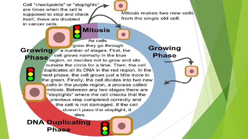 Cell DifferentiationStem Cells Cell Replication Normally when a