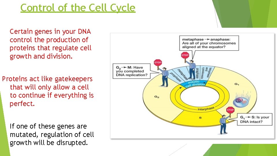 Cell DifferentiationStem Cells Cell Replication Normally when a
