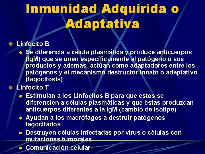 Inmunidad Adquirida o Adaptativa Linfocito B l Se diferencia a célula plasmática y produce