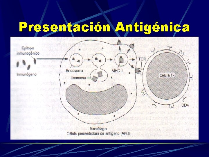 Presentación Antigénica 