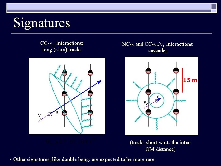 Signatures CC- interactions: long (~km) tracks NC- and CC- e/ interactions: cascades 15 m