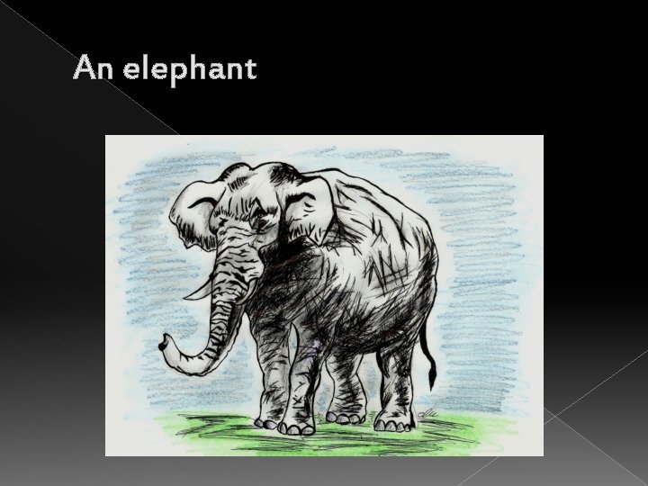 An elephant 