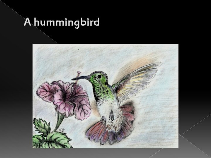 A hummingbird 