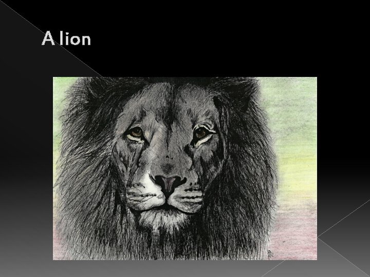 A lion 