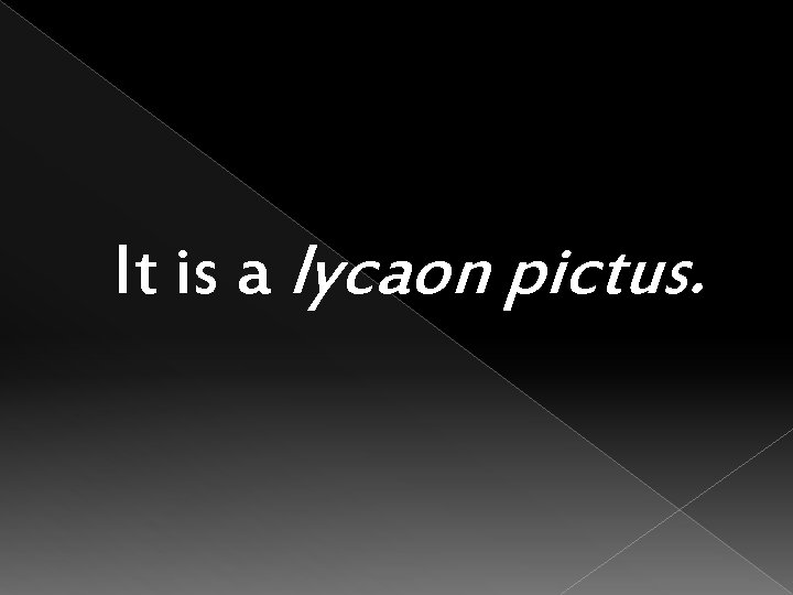 It is a lycaon pictus. 