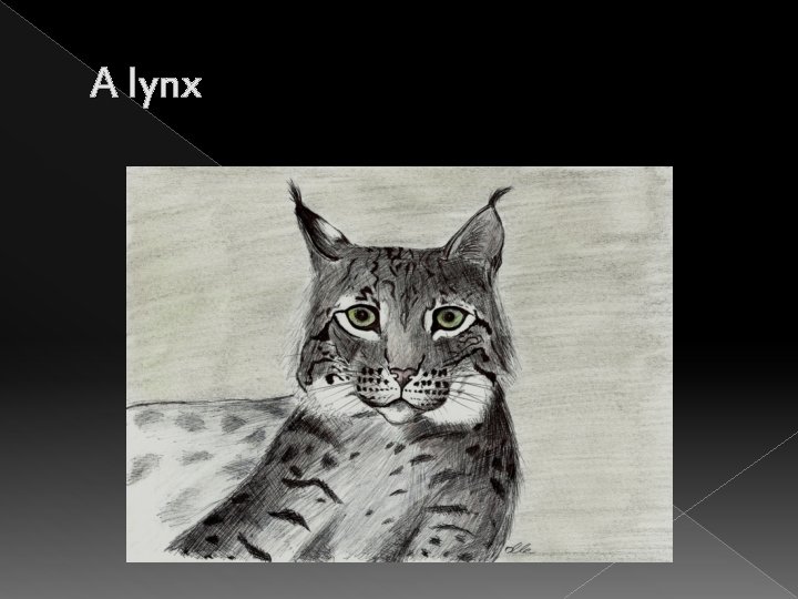 A lynx 