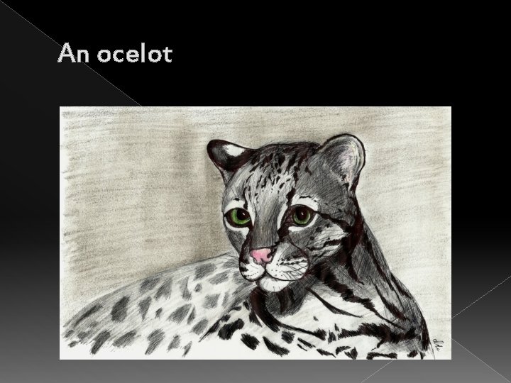 An ocelot 