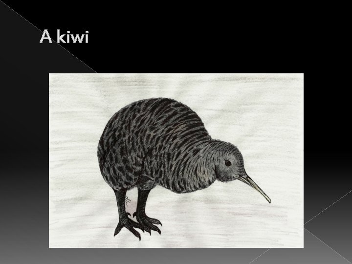 A kiwi 