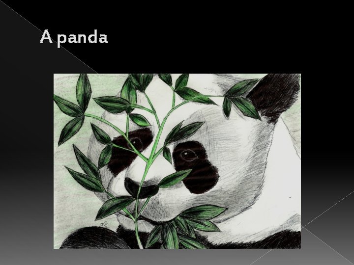 A panda 