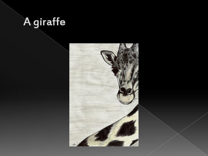 A giraffe 