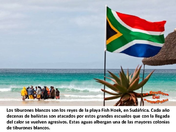 Los tiburones blancos son los reyes de la playa Fish Hoek, en Sudáfrica. Cada