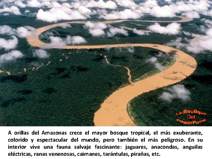 A orillas del Amazonas crece el mayor bosque tropical, el más exuberante, colorido y
