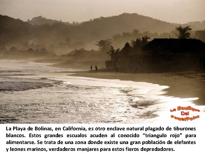 La Playa de Bolinas, en California, es otro enclave natural plagado de tiburones blancos.