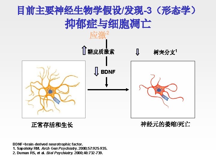 目前主要神经生物学假设/发现-3（形态学） 抑郁症与细胞凋亡 应激2 糖皮质激素 树突分支 1 BDNF 正常存活和生长 BDNF=brain-derived neurotrophic factor. 1. Sapolsky RM.
