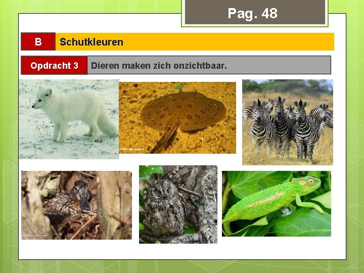 Pag. 48 B Schutkleuren Opdracht 3 Dieren maken zich onzichtbaar. 